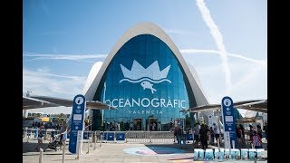 Oceanografico di Valencia lAcquario DEuropa [upl. by Alisia718]