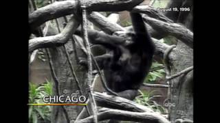 Gorilla Carries 3 Year Old Boy to Safety in 1996 Incident [upl. by Kristie177]