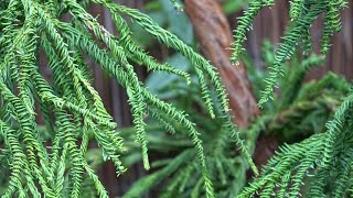 Cryptomeria japonica Rasen all twists amp turns [upl. by Assirrec]