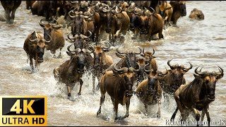 Our Planet  4K African Wildlife  Great Migration from the Serengeti to the Maasai Mara Kenya [upl. by Nylrehc]