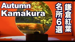 秋の鎌倉の紅葉の名所6選 Autumn leaves in Kamakura 鎌倉観光 旅行 日本の紅葉 紅葉便り 明月院 長谷寺 建長寺 覚園寺 円覚寺 獅子舞 鎌倉市 北鎌倉 trip Japan [upl. by Yeffej900]