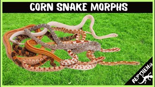 10 Most Popular Corn Snake Morphs [upl. by Nosneh249]