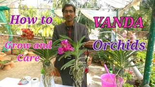 How to grow and care VANDA Orchids Easily at your home [upl. by Aneer]