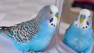 Budgie singing to Mirror for 1 Hour  Parakeet Sounds [upl. by Ellehsor]