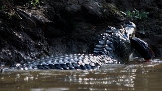 Caiman VS Eel [upl. by Htiel867]