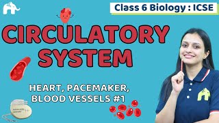 Circulatory System Class 6 ICSE Biology  Selina Chapter 6  Heart Pacemaker Blood Vessels 1 [upl. by Liu]