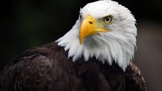 Best Documentary 2016  American Eagle HD  Nature Documentaries  Nat Geo Wild [upl. by Irok]