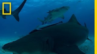 Lemon Shark Birth  Untamed Americas [upl. by Notsek]