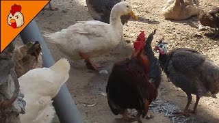 Small Hoarse Rooster Crowing  Funny Rooster Voice [upl. by Terr613]