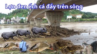 Hàng ngàn người săn lợn đen ếch cá trên sông hồng ngày lũ và cảnh tượng hoan tàn trong thành phố [upl. by Lavelle]