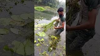 শাপলা গাছ শাপলা গাছfishing একোরিয়দম শাপলা ফুল শাপলা গাছ লাগানো প্লান aquarium aquarius [upl. by Ahtamat]