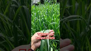 Sangat Lembut Tekstur Daun Rumput Setaria setaria rumput bankpakan [upl. by Petrie103]