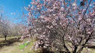 Almond Blossom in Bakersfield California [upl. by Segal]