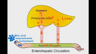 Bile Acid Sequestering Drugs [upl. by Yemrots]