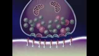 quotNeuronale Wirkmechanismen der Antidepressivaquot für CIBA GEIGY [upl. by Kimitri]