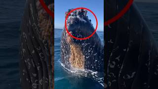 whale Barnacles 🐋shorts facts youtubeshorts barnacles [upl. by Aekan]