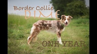 Border Collie Dime  One Year ♡ [upl. by Ramso876]