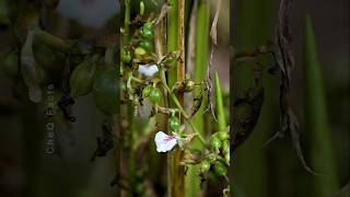 How to Grow Cardamom from Seeds at Home plants shorts farming [upl. by Wardlaw]