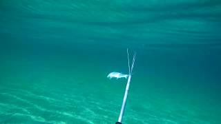 346 Mullet Spearfishing  Pole Spear in the Mediterranean [upl. by Hamann425]