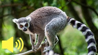 What does a Lemur monkey sound like  Animal Sounds [upl. by Lalo908]