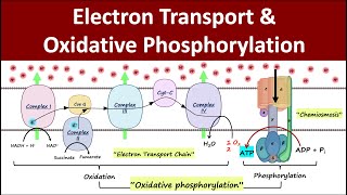 Electron Transport amp Oxidative Phosphorylation  Mitochondrial Respiration  Biochemistry Basics [upl. by Gruber277]