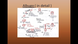 Albugo  For BSc and MSc  ALL ABOUT BIOLOGY  BY JYOTI VERMA [upl. by Eissac631]