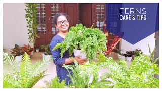 Fern Care and Tips  Foliage Plant  Malayalam [upl. by Garrard]