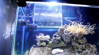 fluval sea protien skimmer review and tank update [upl. by Henghold]