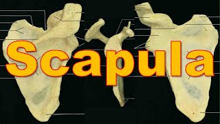 4 Scapula Bone  upperlimb  كلية الطب  مادة التشريح  A3  6 [upl. by Keil47]