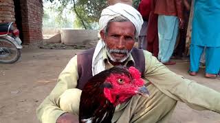 Pure Kala Nawab K Aseel Murga ka Shok Karen  Pakistani Aseel Murga in Haveli Lakha [upl. by Shirlene]