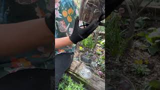 How to grow indoor plants in selfwatering pots [upl. by Farlie]