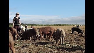 100 Freilandschweine Ein Jahr beim KulmbacherWeideschweinde [upl. by Burkhart]