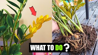 How do you fix ZZ plant leaves turning yellow [upl. by Elin]