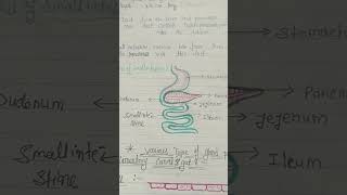 Structure of small intestine [upl. by Anaitak]