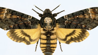 Deathshead hawkmoth  Natural History Museum [upl. by Mintz409]