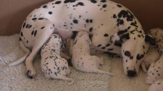 Dalmatian Puppies at feeding time [upl. by Gordon725]