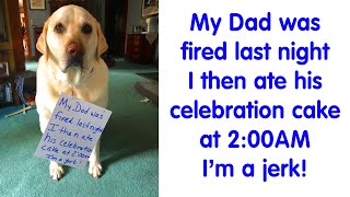 50 Times Ahole Pets Were Publicly Shamed For Their Hilariously Horrible Crimes  PART 3 [upl. by Nihcas]