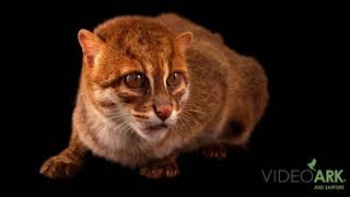 A flatheaded cat Prionailurus planiceps at Batu Secret Zoo and Eco Green Park in Batu Indonesia [upl. by Tisdale]