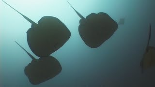 Stingrays  Reef Life of the Andaman  Part 5 [upl. by Assillam]