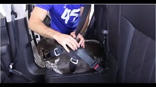 How to Fit a Dog Car Harness  EzyDog Drive Harness Setup Instructions [upl. by Vachil]