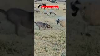 Kurt koyuna saldırdı music remix kurt wolf keşfet koyun sheep [upl. by Akelam72]