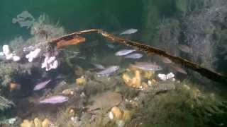 Dive on the Wreck of the SS Thesis Sound of Mull [upl. by Sivolc]