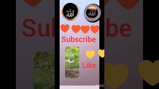 varl video pover is allah [upl. by Paulo]