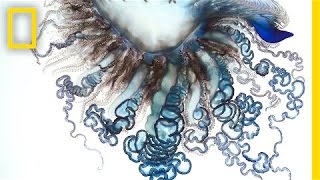 Stunning Video The Portuguese ManofWar Up Close  National Geographic [upl. by Eniawtna]