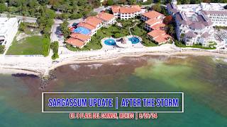 Sargassum Seaweed  After the Storm  Update 62624  Playa del Carmen Mexico [upl. by Eterg]