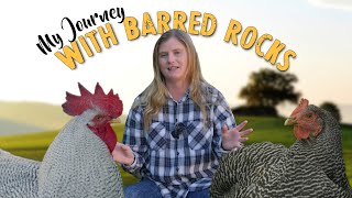 All About Barred Rocks Are They Right For You [upl. by Keram955]