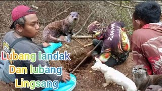 BERBURU LINGSANG MALAH DAPAT LANDAK DI SEMAK SEMAK PIN MELIMPAH [upl. by Bram]