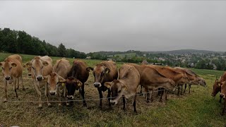 Visiting a once a day milking jersey cow dairy farm in Germany [upl. by Ahtibbat]