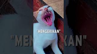 quotMENGERIKANquot Kucing Mengaum Suara Harimau Marah [upl. by Farra787]