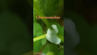 Chironomidae nature [upl. by Eniluap409]